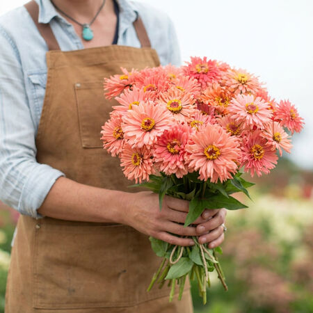 Senora, Zinnia Seeds - 50 Seeds image number null
